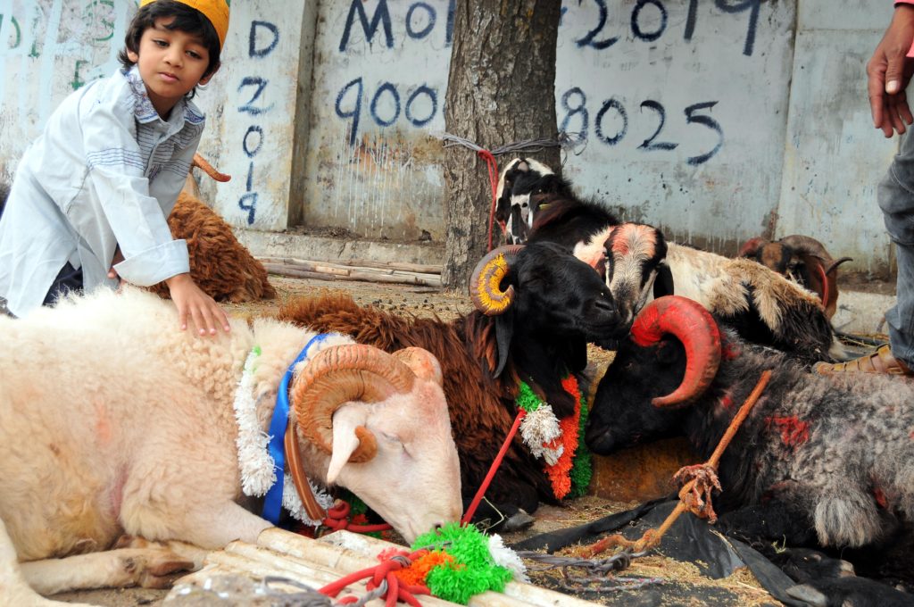 Goats ready to be sacrificed tomorrow for Eid Al Adha in India