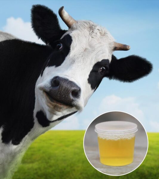Cow Urine benefits Hindus only to cure health problems say Hindu Pundits