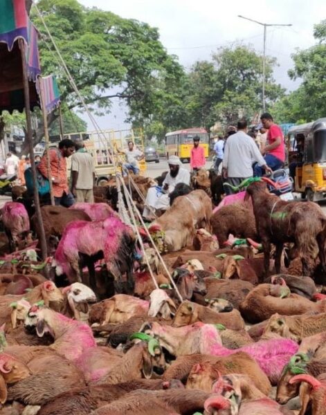 Non Muslim Butchers make money during Bakrid as Muslim butchers sell Goats