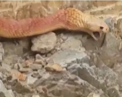 Red Snake eating stones in deserted area of Saudi Arabia found