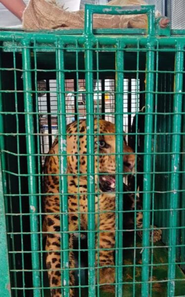 Nehru Zoo given leopard caught by Rajendra Nagar forest officials