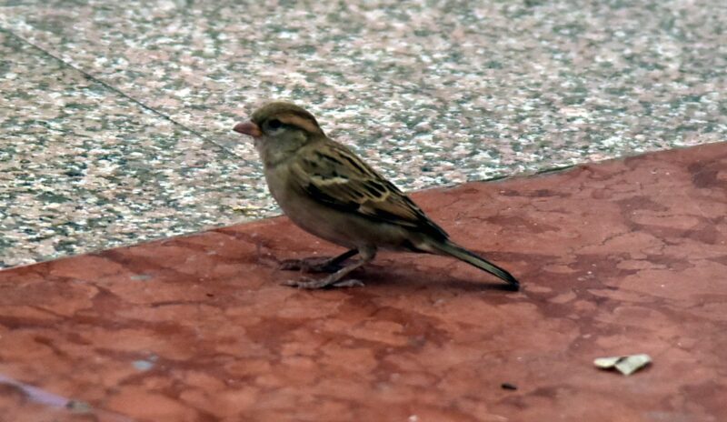 Sparrows after 30 years spotted at Hyderabad airport