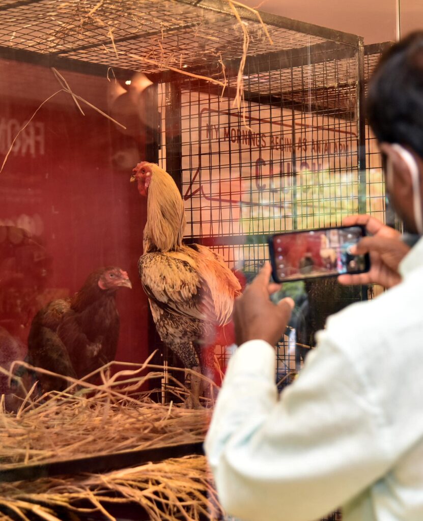 Country Chicken in Hyderabad to Sell Live Jungli Murgi