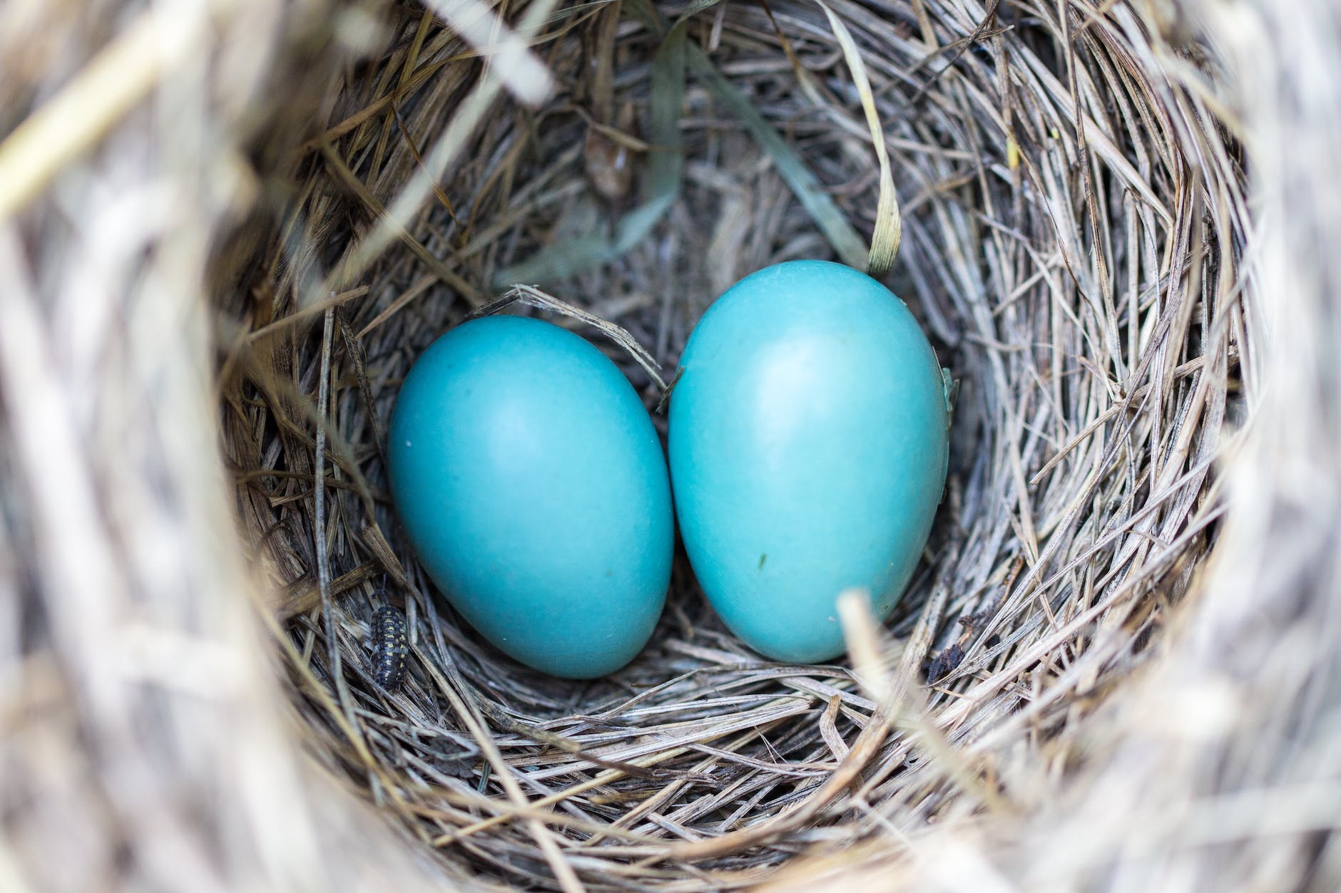 bird-nest-eggs-blue-158734.jpeg, 8 good life lessons, Life, Live, Learn