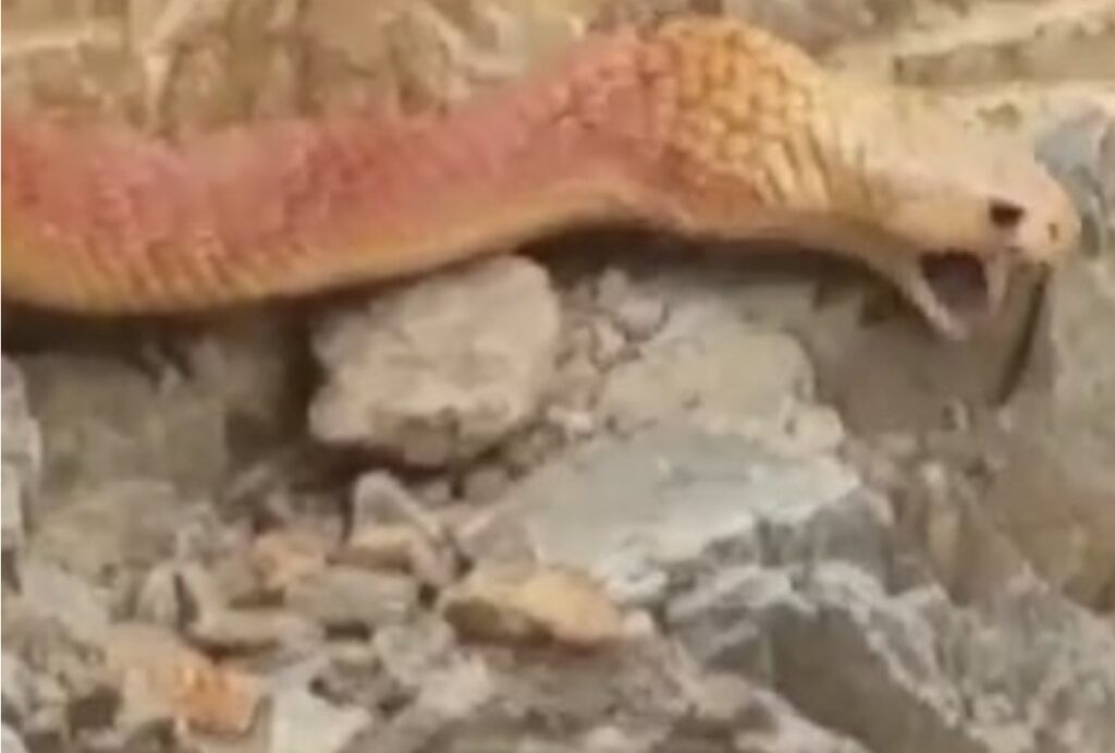 Stone Eating Red Snake in Saudi Arabia captured Know more